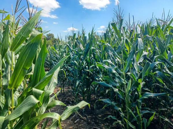 Toronto, ON, Kanada 9 Eylül 2024: Güneşli bir mısır labirenti yolu açık mavi bir gökyüzü altında, dağınık bulutlar altında uzun yeşil sapların arasından esiyor.. 