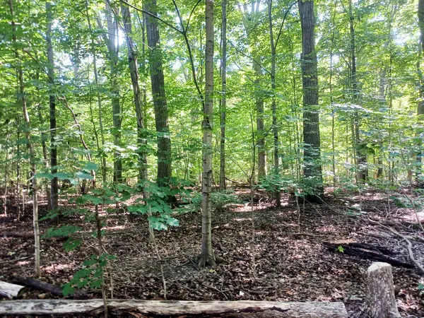 Toronto, ON, Kanada 29 Eylül 2024: Güneşli bir ormanda yemyeşil ağaçlar ve dağınık yapraklarla gölgeli bir toprak yol esiyor. 