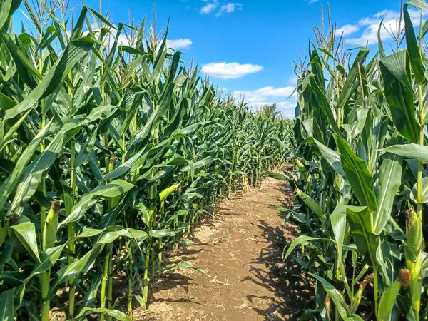 Toronto, ON, Kanada 9 Eylül 2024: Güneşli bir mısır labirenti yolu açık mavi bir gökyüzü altında, dağınık bulutlar altında uzun yeşil sapların arasından esiyor.. 