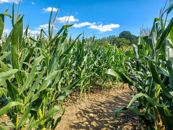 Toronto, ON, Kanada 9 Eylül 2024: Güneşli bir mısır labirenti yolu açık mavi bir gökyüzü altında, dağınık bulutlar altında uzun yeşil sapların arasından esiyor.. 