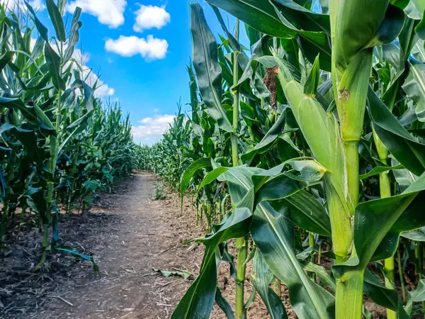 Toronto, ON, Kanada 9 Eylül 2024: Güneşli bir mısır labirenti yolu açık mavi bir gökyüzü altında, dağınık bulutlar altında uzun yeşil sapların arasından esiyor.. 
