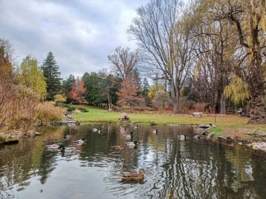 Ördekler Toronto 'daki sakin park ortamında sonbahar ağaçlarıyla çevrili huzurlu bir göletin kıyısında toplanıyor..