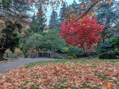 Toronto, Kanada 'da uzun ağaçlarla çevrili renkli bir çiçek bahçesinde güneşli bir yol esiyor..