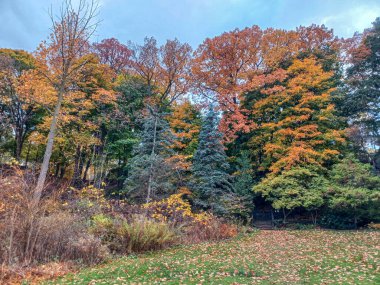 Toronto, Kanada 'da canlı sonbahar ağaçlarıyla çevrili yeşil bir çimenliğin kenarını kıvrımlı bir patika takip ediyor..