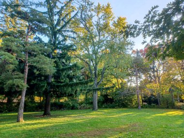 Toronto, Kanada 'da canlı sonbahar ağaçlarıyla çevrili yeşil bir çimenliğin kenarını kıvrımlı bir patika takip ediyor..