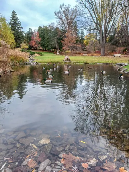 Ördekler Toronto 'daki sakin park ortamında sonbahar ağaçlarıyla çevrili huzurlu bir göletin kıyısında toplanıyor..