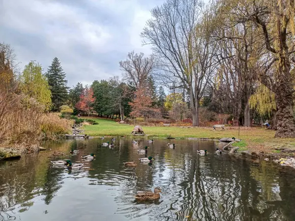 Ördekler Toronto 'daki sakin park ortamında sonbahar ağaçlarıyla çevrili huzurlu bir göletin kıyısında toplanıyor..