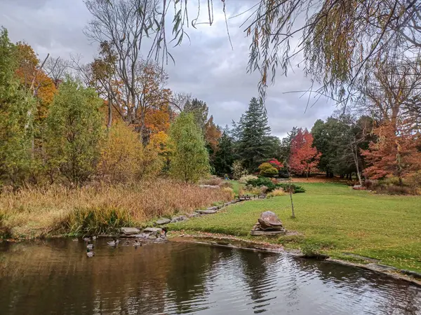 Ördekler Toronto 'daki sakin park ortamında sonbahar ağaçlarıyla çevrili huzurlu bir göletin kıyısında toplanıyorlar.