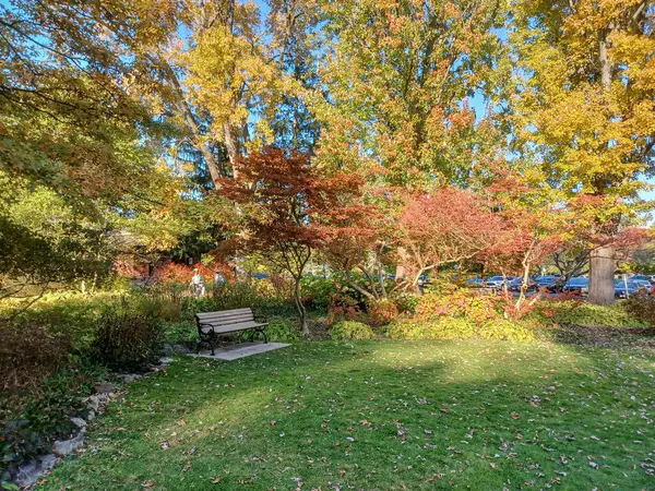 Toronto, Kanada 'da canlı sonbahar ağaçlarıyla çevrili yeşil bir çimenliğin kenarını kıvrımlı bir patika takip ediyor..