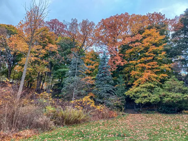 Toronto, Kanada 'da canlı sonbahar ağaçlarıyla çevrili yeşil bir çimenliğin kenarını kıvrımlı bir patika takip ediyor..