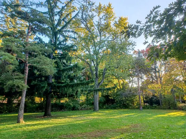 Toronto, Kanada 'da canlı sonbahar ağaçlarıyla çevrili yeşil bir çimenliğin kenarını kıvrımlı bir patika takip ediyor..