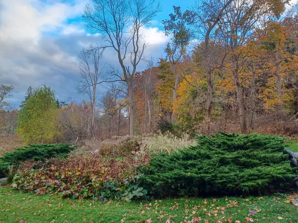Toronto, Kanada 'da canlı sonbahar ağaçlarıyla çevrili yeşil bir çimenliğin kenarını kıvrımlı bir patika takip ediyor..