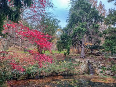 Ördekler Toronto 'daki sakin park ortamında sonbahar ağaçlarıyla çevrili huzurlu bir göletin kıyısında toplanıyor..