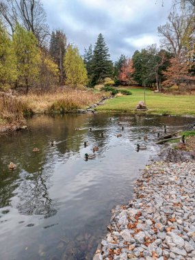 Ördekler Toronto 'daki sakin park ortamında sonbahar ağaçlarıyla çevrili huzurlu bir göletin kıyısında toplanıyor..