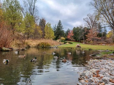 Ördekler Toronto 'daki sakin park ortamında sonbahar ağaçlarıyla çevrili huzurlu bir göletin kıyısında toplanıyor..