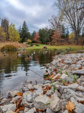 Ördekler Toronto 'daki sakin park ortamında sonbahar ağaçlarıyla çevrili huzurlu bir göletin kıyısında toplanıyor..