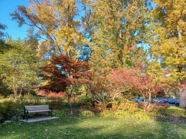 Toronto, Kanada 'da canlı sonbahar ağaçlarıyla çevrili yeşil bir çimenliğin kenarını kıvrımlı bir patika takip ediyor..