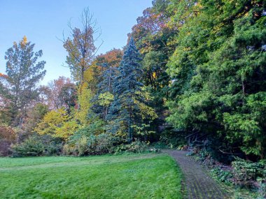 Toronto, Kanada 'da canlı sonbahar ağaçlarıyla çevrili yeşil bir çimenliğin kenarını kıvrımlı bir patika takip ediyor..