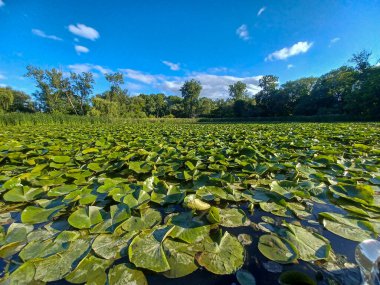 Ağaçlar, yumuşak akşam ışığı altında High Park 'taki sakin bir kayalık dereye yansıyor..