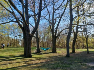 Toronto, ON, Kanada 2 Mayıs 2024: Yüksek Park 'ın sessiz bir köşesinde bir bisiklet dinlenirken, uzun yapraksız ağaçların arasında huzur içinde asılı duran mavi bir hamak...