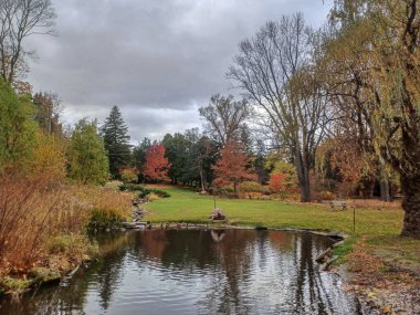 Ördekler, Torontos huzur parkındaki sonbahar ağaçlarıyla çevrili huzurlu bir göletin kıyısında toplanıyor...