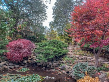 Toronto, Kanada 'da canlı sonbahar ağaçlarıyla çevrili yeşil bir çimenliğin kenarını kıvrımlı bir patika takip ediyor..
