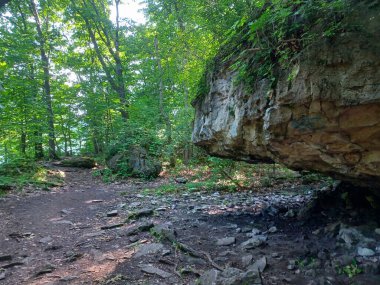 Niagara Şelalesi 'nin yanındaki Niagara Nehri' nin ormanı manzaralı.