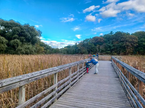 Burlington, ON, Kanada 14 Ekim 2024: Tahta tahta kaldırım, parçalı bulutlu bir gökyüzünün altında sonbahar renklerinin erken olduğu bir ormana doğru uzanıyor...