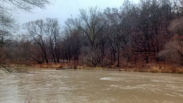 Humber River flows swiftly through a bare winter forest under a grey sky during a rainy day.