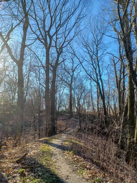  Dar bir toprak yol, temiz bahar gökyüzünün altındaki yapraksız bir ormanda yokuş yukarı esiyor..