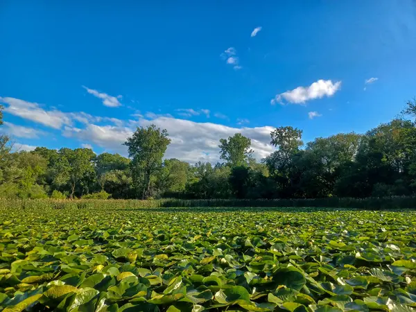 Ağaçlar, yumuşak akşam ışığı altında High Park 'taki sakin bir kayalık dereye yansıyor..