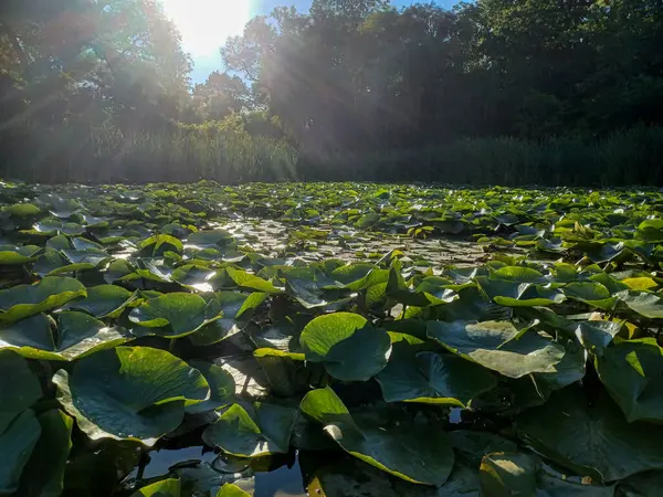 Ağaçlar, yumuşak akşam ışığı altında High Park 'taki sakin bir kayalık dereye yansıyor..