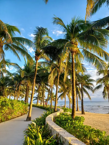 Playa del Carmen, Quintana Roo, Meksika - 20 Kasım 2024: Sonbahar sezonunda Barcelo Maya Oteli bölgesinde