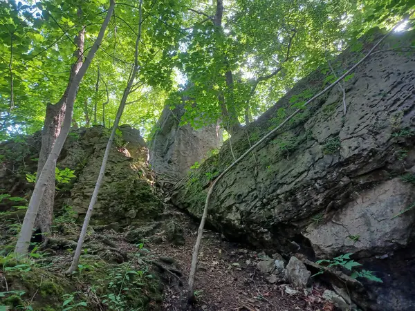 Niagara Şelalesi 'nin yanındaki Niagara Nehri' nin ormanı manzaralı.