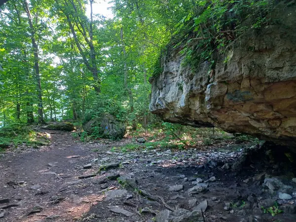Niagara Şelalesi 'nin yanındaki Niagara Nehri' nin ormanı manzaralı.