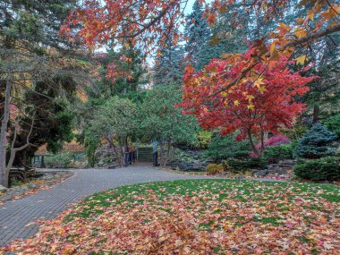 Toronto, Kanada 'da uzun ağaçlarla çevrili renkli bir çiçek bahçesinde güneşli bir yol esiyor..