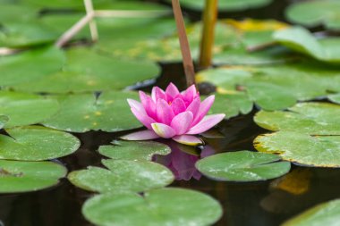 Göletteki çok renkli nilüferlere bakın.