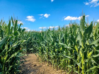 Toronto, ON, Kanada, 11 Temmuz 2024: İkonik Humber Körfezi Kemer Köprüsü, arka planda parçalı bulutlu bir gökyüzünün altında yüksek binalarla nehri gerer.