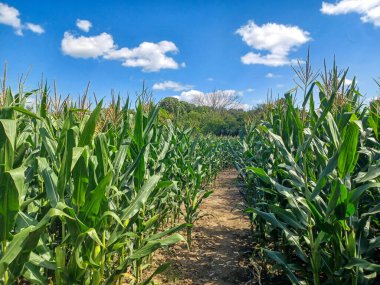 Toronto, ON, Kanada, 11 Temmuz 2024: İkonik Humber Körfezi Kemer Köprüsü, arka planda parçalı bulutlu bir gökyüzünün altında yüksek binalarla nehri gerer.