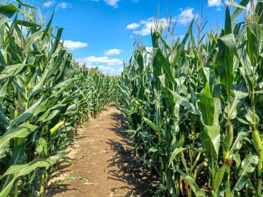 Toronto, ON, Kanada, 11 Temmuz 2024: İkonik Humber Körfezi Kemer Köprüsü, arka planda parçalı bulutlu bir gökyüzünün altında yüksek binalarla nehri gerer.