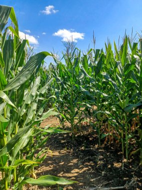 Toronto, ON, Kanada, 11 Temmuz 2024: İkonik Humber Körfezi Kemer Köprüsü, arka planda parçalı bulutlu bir gökyüzünün altında yüksek binalarla nehri gerer.