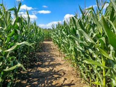 Toronto, ON, Kanada 9 Eylül 2024: Güneşli bir mısır labirenti yolu açık mavi bir gökyüzü altında, dağınık bulutlar altında uzun yeşil sapların arasından esiyor...