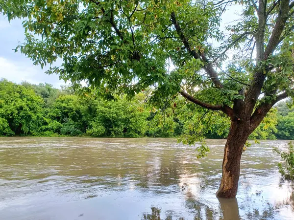 Ağaçlar, yumuşak akşam ışığı altında High Park 'taki sakin bir kayalık dereye yansıyor..