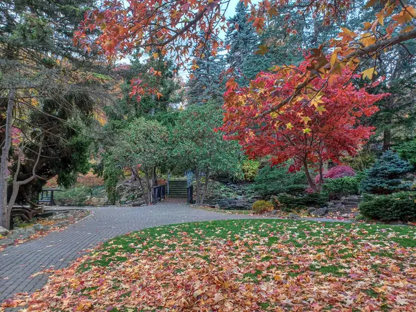 Toronto, Kanada 'da uzun ağaçlarla çevrili renkli bir çiçek bahçesinde güneşli bir yol esiyor..