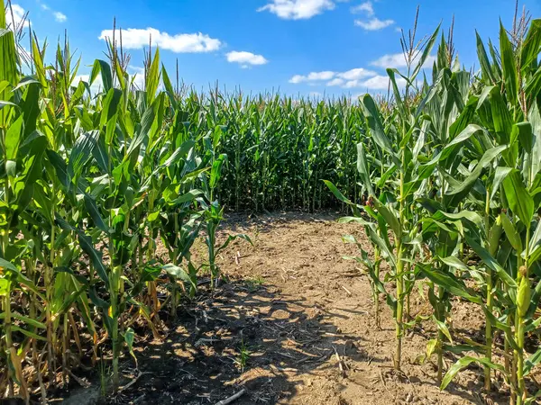 Toronto, ON, Kanada 9 Eylül 2024: Güneşli bir mısır labirenti yolu açık mavi bir gökyüzü altında, dağınık bulutlar altında uzun yeşil sapların arasından esiyor...