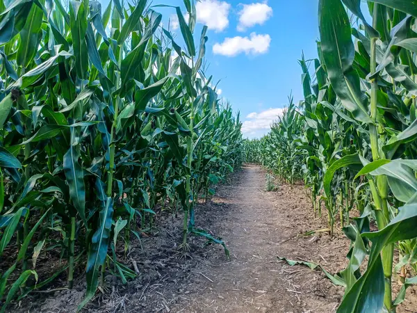 Toronto, ON, Kanada 9 Eylül 2024: Güneşli bir mısır labirenti yolu açık mavi bir gökyüzü altında, dağınık bulutlar altında uzun yeşil sapların arasından esiyor...