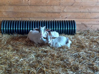 Toronto, Kanada 1 Eylül 2024: Downey Çiftliği 'ndeki ahşap bir ahırda üç keçi rahat bir saman yatağında dinleniyor..