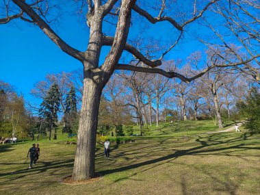 Toronto, ON, Kanada 2 Mayıs 2024: İnsanlar açık mavi gökyüzü altında ilkbahar yapraklarıyla çevrili güneşli bir parkta yürüyüp rahatlıyorlar..
