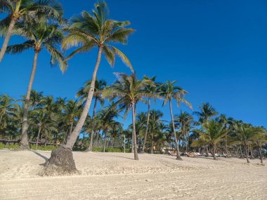 Quintana Roo, Meksika - 20 Kasım 2024 Playa del Car bölgesinde Playa del Carmen, Meksika
