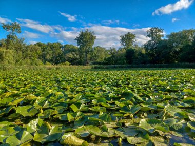  View of the Humber River under a clear blue summer sky.